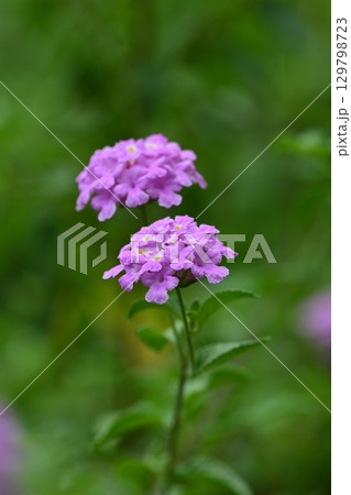 ランタナ（コバノランタナ：Trailing lantana） 129798723