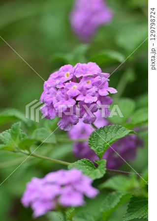 ランタナ（コバノランタナ：Trailing lantana） 129798724