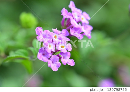 ランタナ(コバノランタナ:Trailing lantana) ランタナ(コバノランタナ:Trailing lantana) 129798726