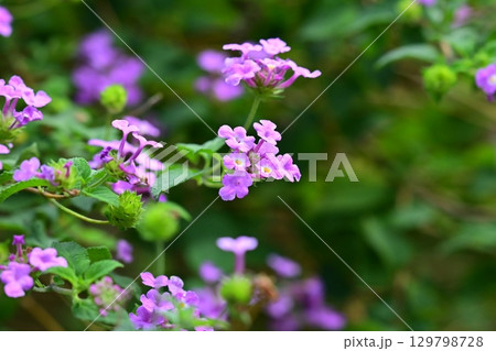 ランタナ(コバノランタナ:Trailing lantana) ランタナ(コバノランタナ:Trailing lantana) 129798728