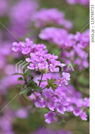 ランタナ(コバノランタナ:Trailing lantana) ランタナ(コバノランタナ:Trailing lantana) 129798733
