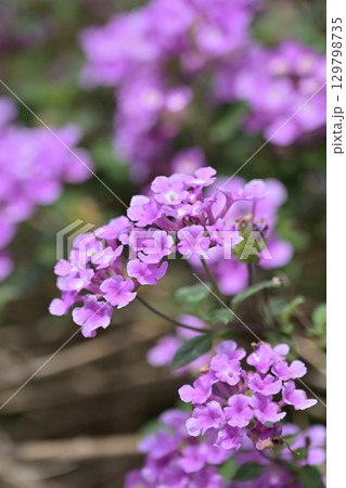 ランタナ（コバノランタナ：Trailing lantana） 129798735