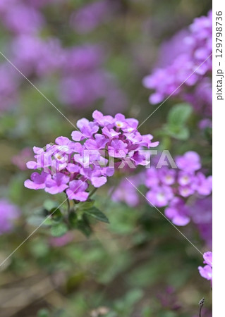 ランタナ(コバノランタナ:Trailing lantana) ランタナ(コバノランタナ:Trailing lantana) 129798736