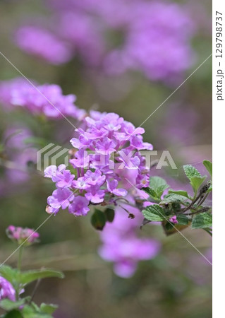 ランタナ(コバノランタナ:Trailing lantana) ランタナ(コバノランタナ:Trailing lantana) 129798737