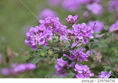 ランタナ（コバノランタナ：Trailing lantana） 129798738