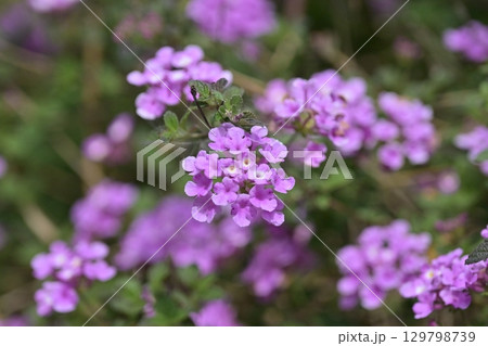 ランタナ（コバノランタナ：Trailing lantana） 129798739