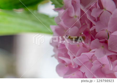 A Tiny Slug Crawling on a Beautiful Pink Hydrangea Flower Petal 129798923