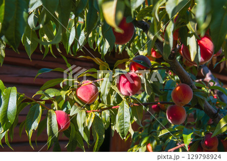 Ripe Peaches Hanging on a Tree Branch in a Sunlit Orchard Close-up Ripe Peaches Hanging on a Tree Branch in a Sunlit Orchard Close-up 129798924