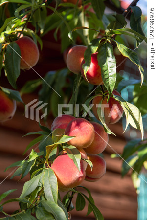 Ripe Peaches Hanging on a Tree Branch in a Sunlit Orchard Close-up 129798926