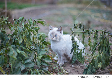 Blue-eyed white cat sitting in garden among withered green plants on overcast Blue-eyed white cat sitting in garden among withered green plants on overcast 129800272
