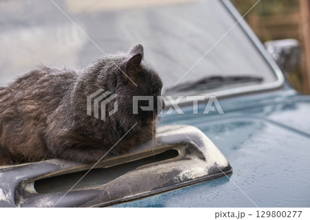 Black cat resting on car hood covered with snow on a cold winter day Black cat resting on car hood covered with snow on a cold winter day 129800277