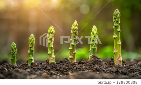 Vibrant Green Asparagus Stalks Growing from Fertile Dark Brown Soil Under the Warm Sunlight 129800808