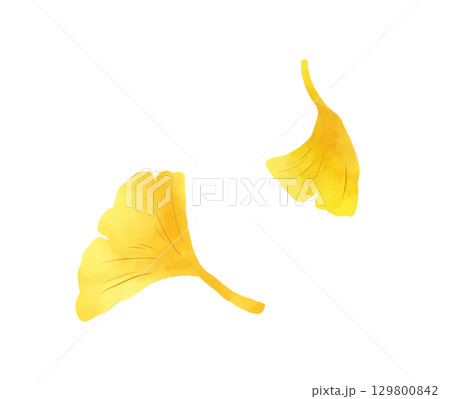 イチョウの水彩画 129800842