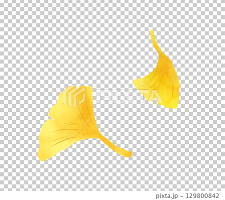 イチョウの水彩画 129800842