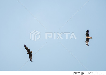 two kites fly with their long wings spread across the sky, view from below two kites fly with their long wings spread across the sky, view from below 129801109