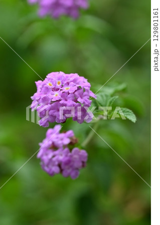ランタナ　コバノランタナ：Trailing lantana 129801161