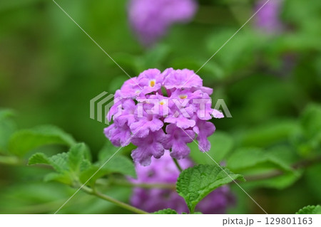 ランタナ　コバノランタナ：Trailing lantana 129801163
