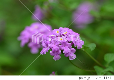 ランタナ　コバノランタナ：Trailing lantana 129801171