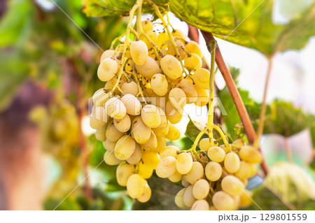 Yellow-white grapes grown in the garden without the use of chemicals, 100% natural grapes hanging on the bushes until autumn Yellow-white grapes grown in the garden without the use of chemicals, 100% natural grapes hanging on the bushes until autumn 129801559