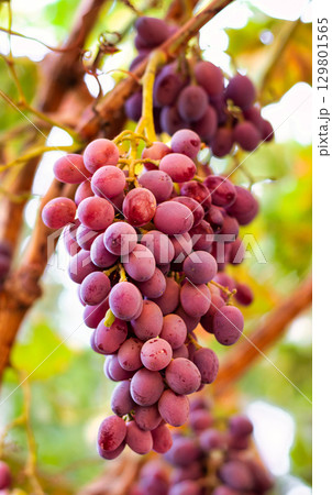 Purple grapes grown in the garden without the use of chemicals, 100% natural grapes, hang on the bushes until autumn 129801565
