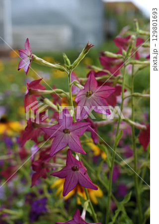Multicolored flowers of decorative tobacco. Nicotiana alata. Garden tobacco. A scattering of flowers in the garden. 129801693