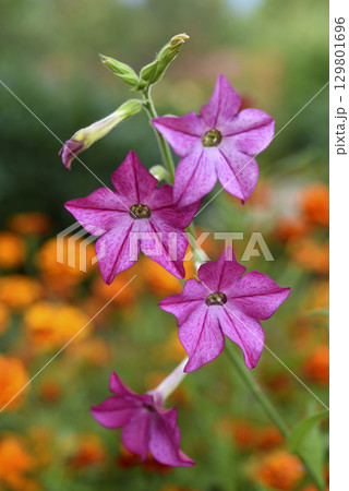 Multicolored flowers of decorative tobacco. Nicotiana alata. Garden tobacco. A scattering of flowers in the garden. 129801696
