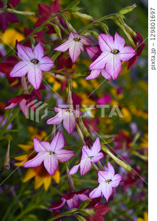 Multicolored flowers of decorative tobacco. Nicotiana alata. Garden tobacco. A scattering of flowers in the garden. 129801697