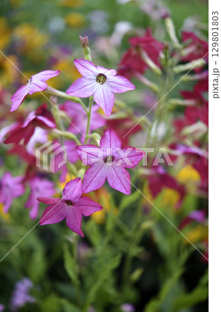 Multicolored flowers of decorative tobacco. Nicotiana alata. Garden tobacco. A scattering of flowers in the garden. 129801803