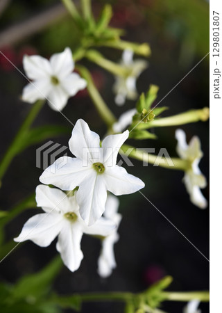 Multicolored flowers of decorative tobacco. Nicotiana alata. Garden tobacco. A scattering of flowers in the garden. 129801807