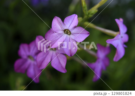 Multicolored flowers of decorative tobacco. Nicotiana alata. Garden tobacco. A scattering of flowers in the garden. Multicolored flowers of decorative tobacco. Nicotiana alata. Garden tobacco. A scattering of flowers in the garden. 129801824