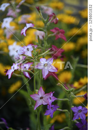 Multicolored flowers of decorative tobacco. Nicotiana alata. Garden tobacco. A scattering of flowers in the garden. Multicolored flowers of decorative tobacco. Nicotiana alata. Garden tobacco. A scattering of flowers in the garden. 129801832