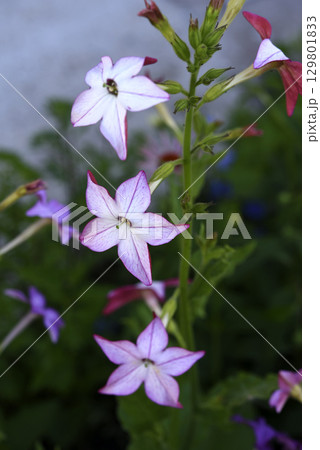 Multicolored flowers of decorative tobacco. Nicotiana alata. Garden tobacco. A scattering of flowers in the garden. 129801833