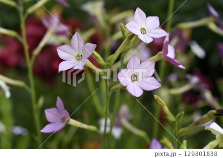 Multicolored flowers of decorative tobacco. Nicotiana alata. Garden tobacco. A scattering of flowers in the garden. Multicolored flowers of decorative tobacco. Nicotiana alata. Garden tobacco. A scattering of flowers in the garden. 129801838
