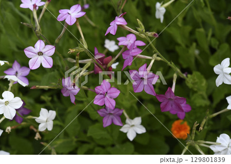 Multicolored flowers of decorative tobacco. Nicotiana alata. Garden tobacco. A scattering of flowers in the garden. Multicolored flowers of decorative tobacco. Nicotiana alata. Garden tobacco. A scattering of flowers in the garden. 129801839