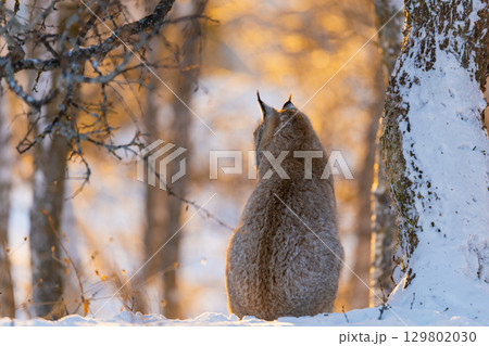 Lynx rests in snowy woodland 129802030