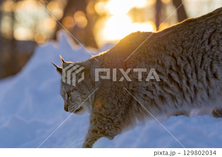 Lynx in snowy sunset scene Lynx in snowy sunset scene 129802034