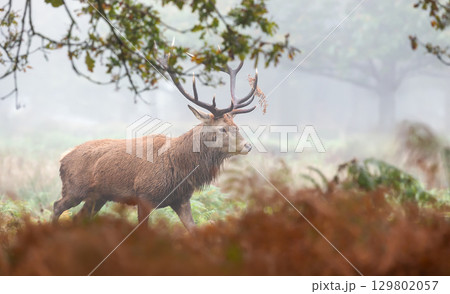 Majestic red deer stag with large antlers walking through a misty autumn forest 129802057