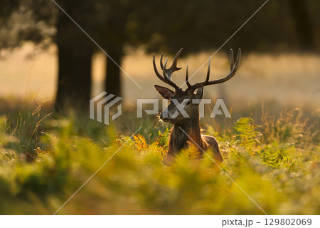 Young red deer stag at sunrise in autumn meadow 129802069