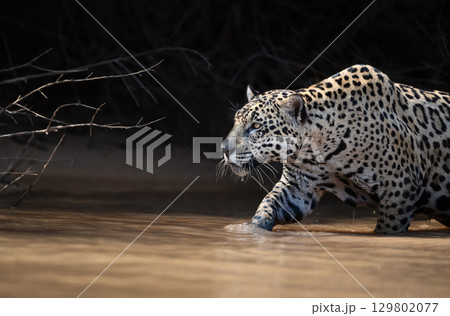 Jaguar stalking prey in water in Pantanal, Brazil Jaguar stalking prey in water in Pantanal, Brazil 129802077