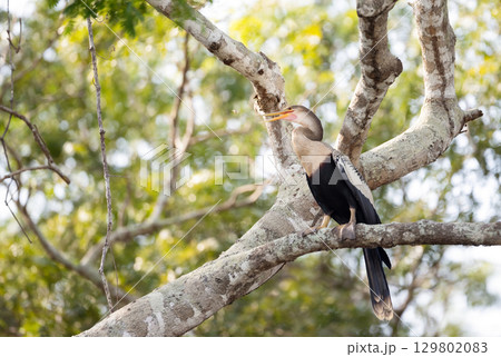 Anhinga perched on tree branch in Pantanal, Brazil Anhinga perched on tree branch in Pantanal, Brazil 129802083