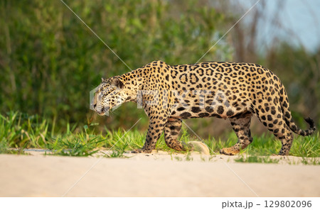 Jaguar stalking prey on a riverbank in the Pantanal, Brazil 129802096
