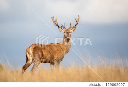 Close-up of a young red deer stag in a meadow Close-up of a young red deer stag in a meadow 129802097