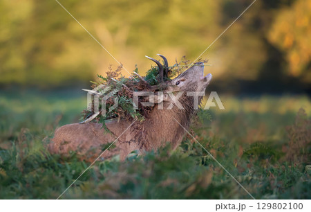 Red deer stag calling with bracken on antlers during the rut in autumn Red deer stag calling with bracken on antlers during the rut in autumn 129802100
