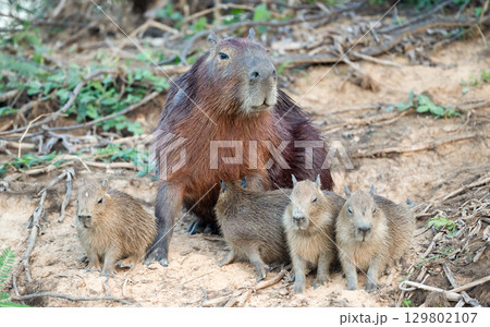 Capybara mother with her pups on a riverbank in Pantanal wetlands, Brazil. 129802107