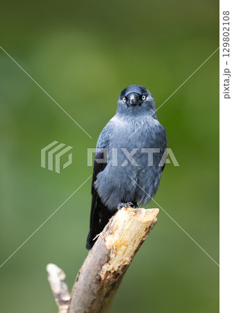 Portrait of a jackdaw perched on a tree branch 129802108