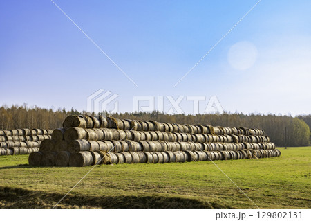 A large stack of straw bales in a field under a blue sky A large stack of straw bales in a field under a blue sky 129802131