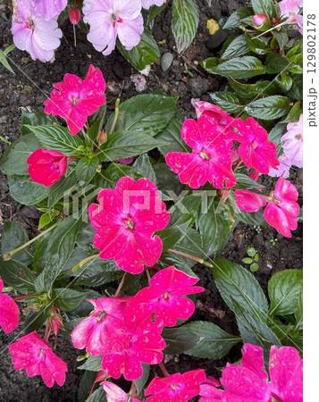 Bright pink impatiens flowers blooming in garden after rain Bright pink impatiens flowers blooming in garden after rain 129802178