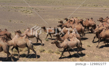 Aerial view of Bactrian camels in Mongolia Aerial view of Bactrian camels in Mongolia 129802277