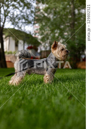 A Yorkshire Terrier enjoying a sunny day outdoors on a vibrant green lawn. A charming Yorkie doggy, lapdog stands on a lush green lawn in a sunny day. The small dog wears a harness and looks alert. A Yorkshire Terrier enjoying a sunny day outdoors on a vibrant green lawn. A charming Yorkie doggy, lapdog stands on a lush green lawn in a sunny day. The small dog wears a harness and looks alert. 129802521