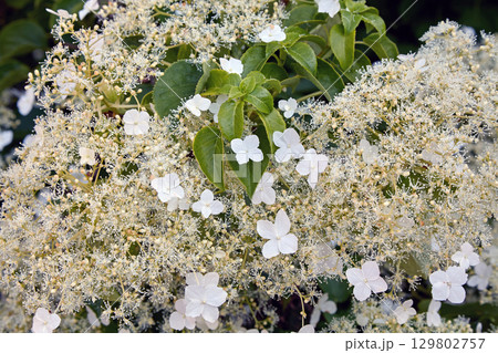 Hydrangea petiolate in the spring garden. 129802757